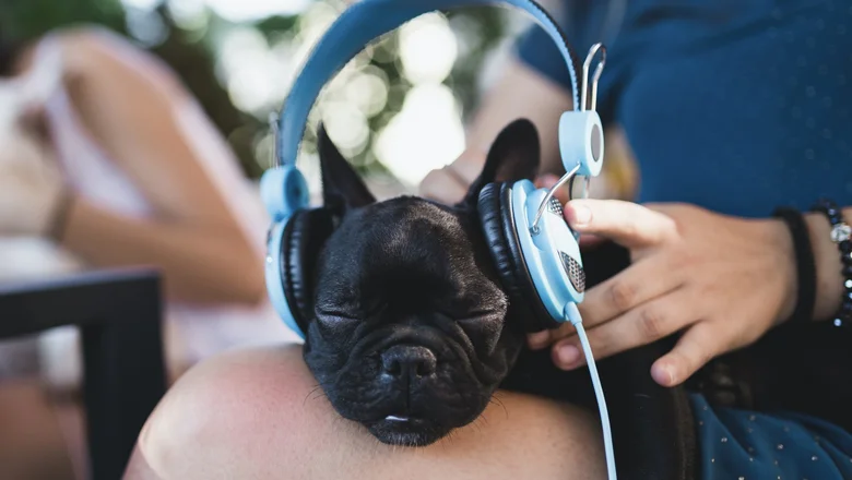 CES 2024: World’s first dog streaming service launched