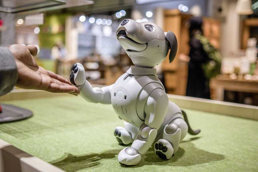 Sony released a limited edition robot dog | Image 1 Sony released a limited edition robot dog (20181019 zaa n230 840 pic 32ratio 900x600 900x600 20264)