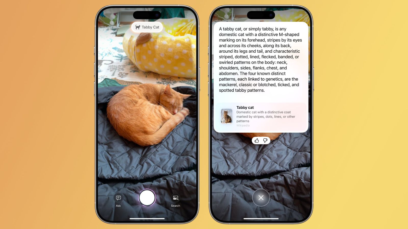 iOS 18.3: New Visual Intelligence features on iPhone 16 | Image 4 iOS 18.3: New Visual Intelligence features on iPhone 16 (ios 18 3 camera control animals)