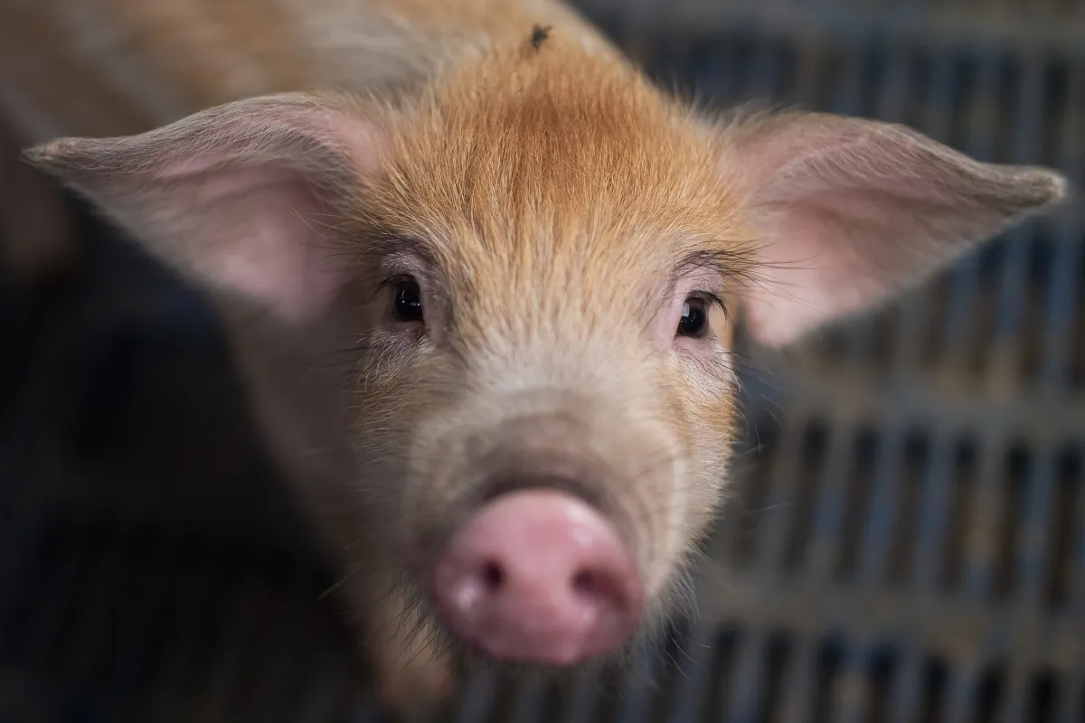 AI learns to understand animal emotions: from pain to stress
