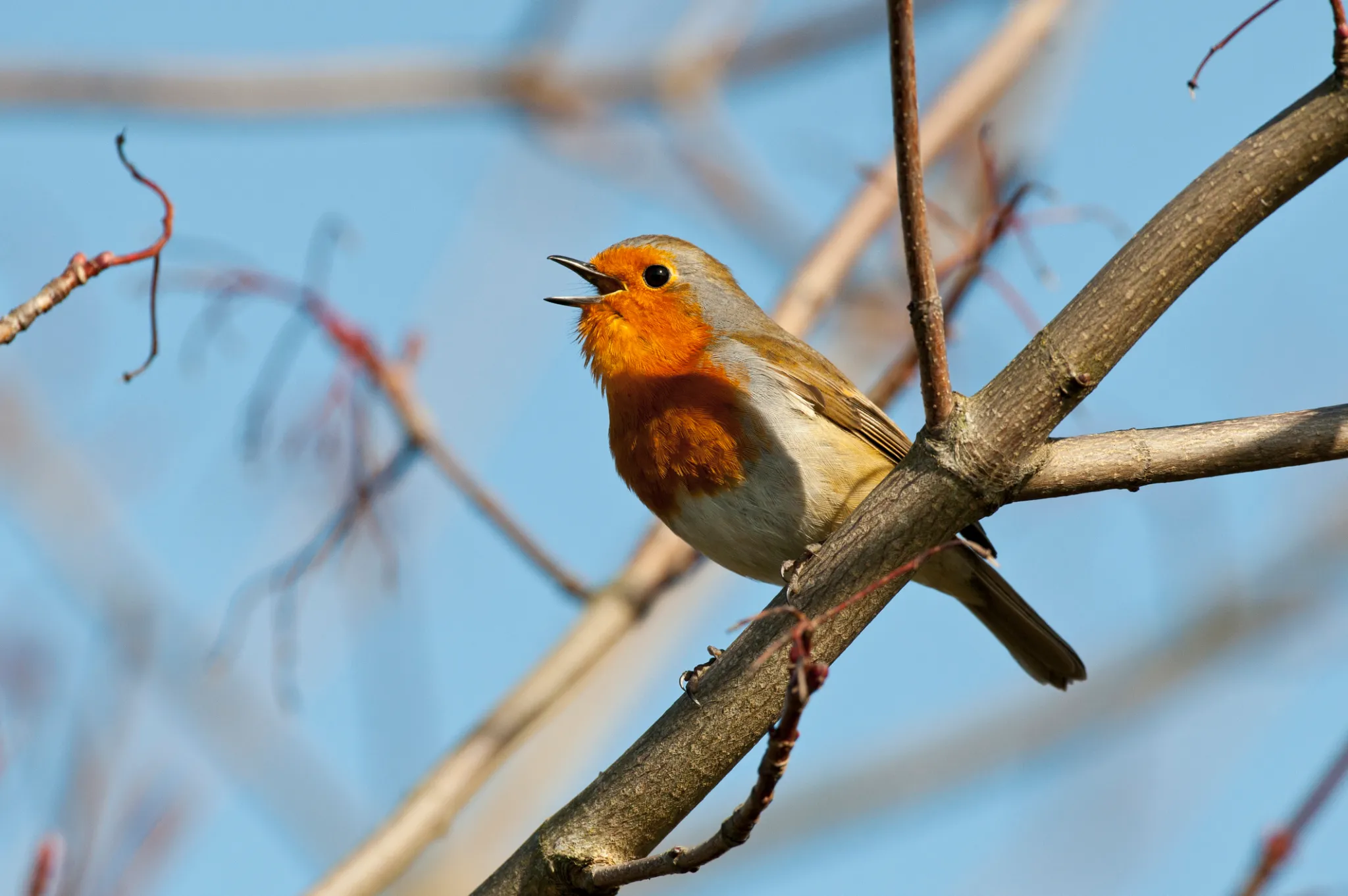 Google integrates Chirp 3 voice AI into Vertex AI: a new wave of generative AI Google integrates Chirp 3 voice AI into Vertex AI: a new wave of generative AI