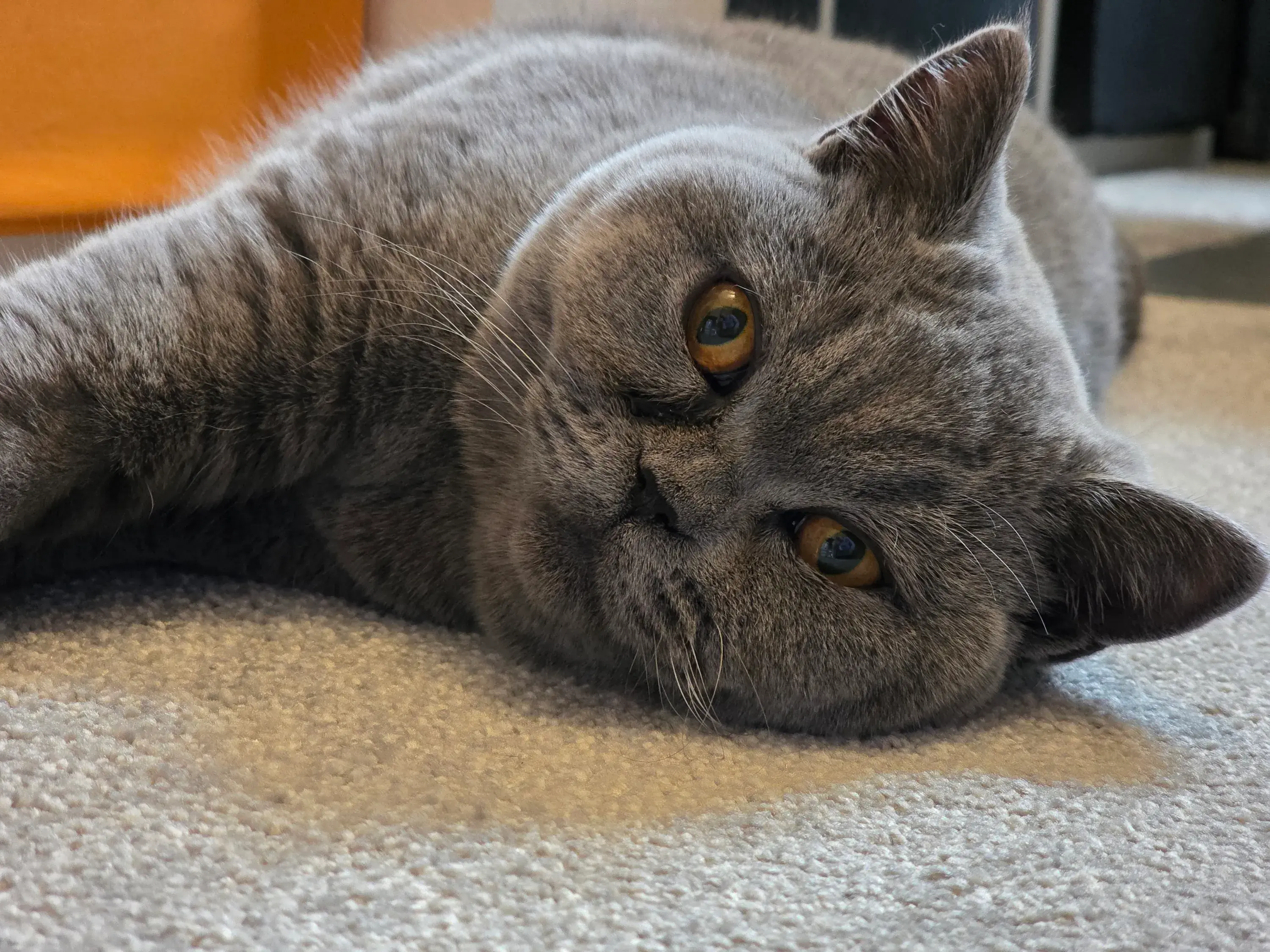 Xiaomi 15 Ultra and Samsung Galaxy S25 Ultra: camera comparison | Image 16 Xiaomi 15 Ultra and Samsung Galaxy S25 Ultra: camera comparison (s25 ultra 3x cat)