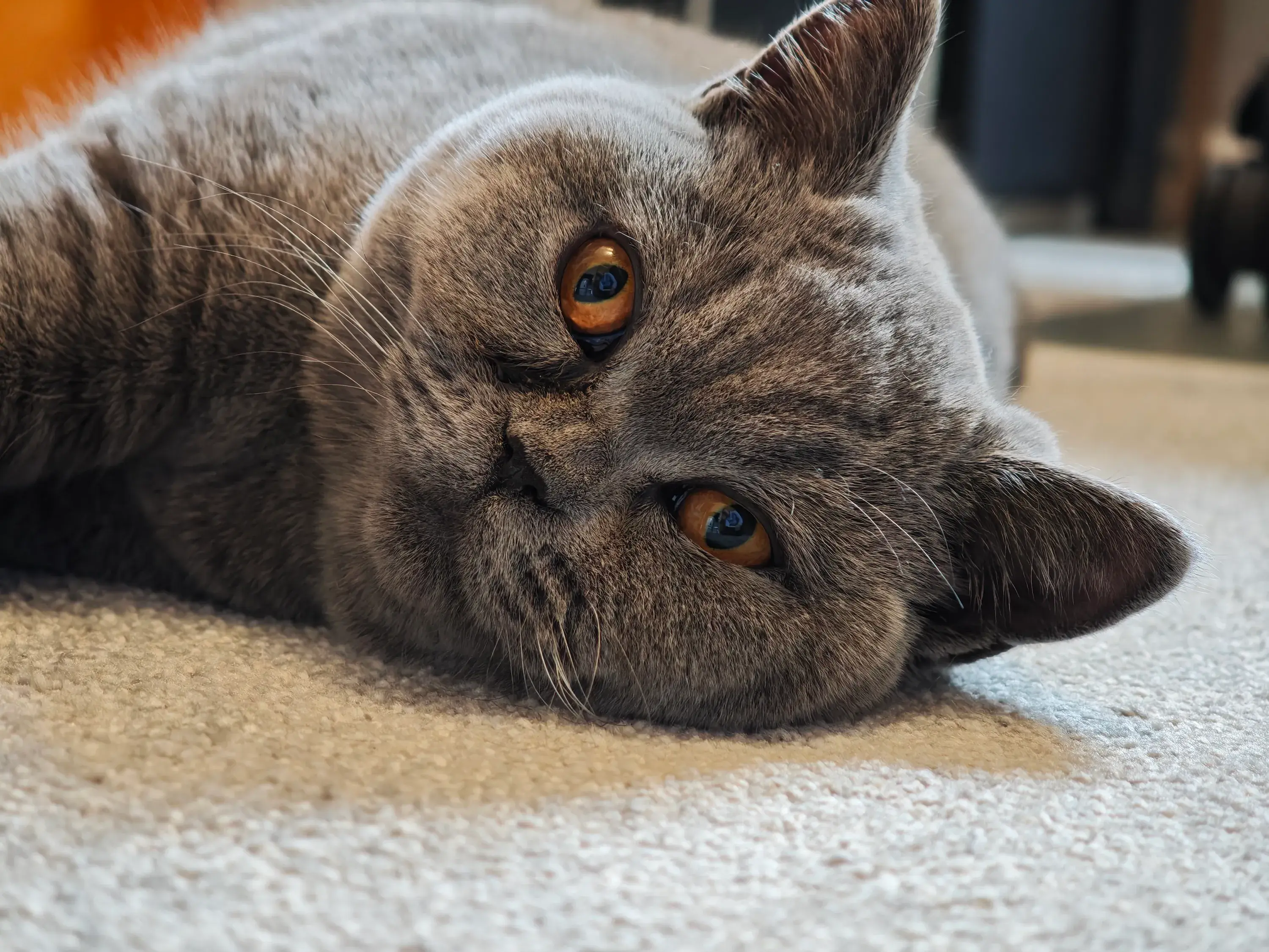Xiaomi 15 Ultra and Samsung Galaxy S25 Ultra: camera comparison | Image 15 Xiaomi 15 Ultra and Samsung Galaxy S25 Ultra: camera comparison (xiaomi 15 ultra 3x cat)