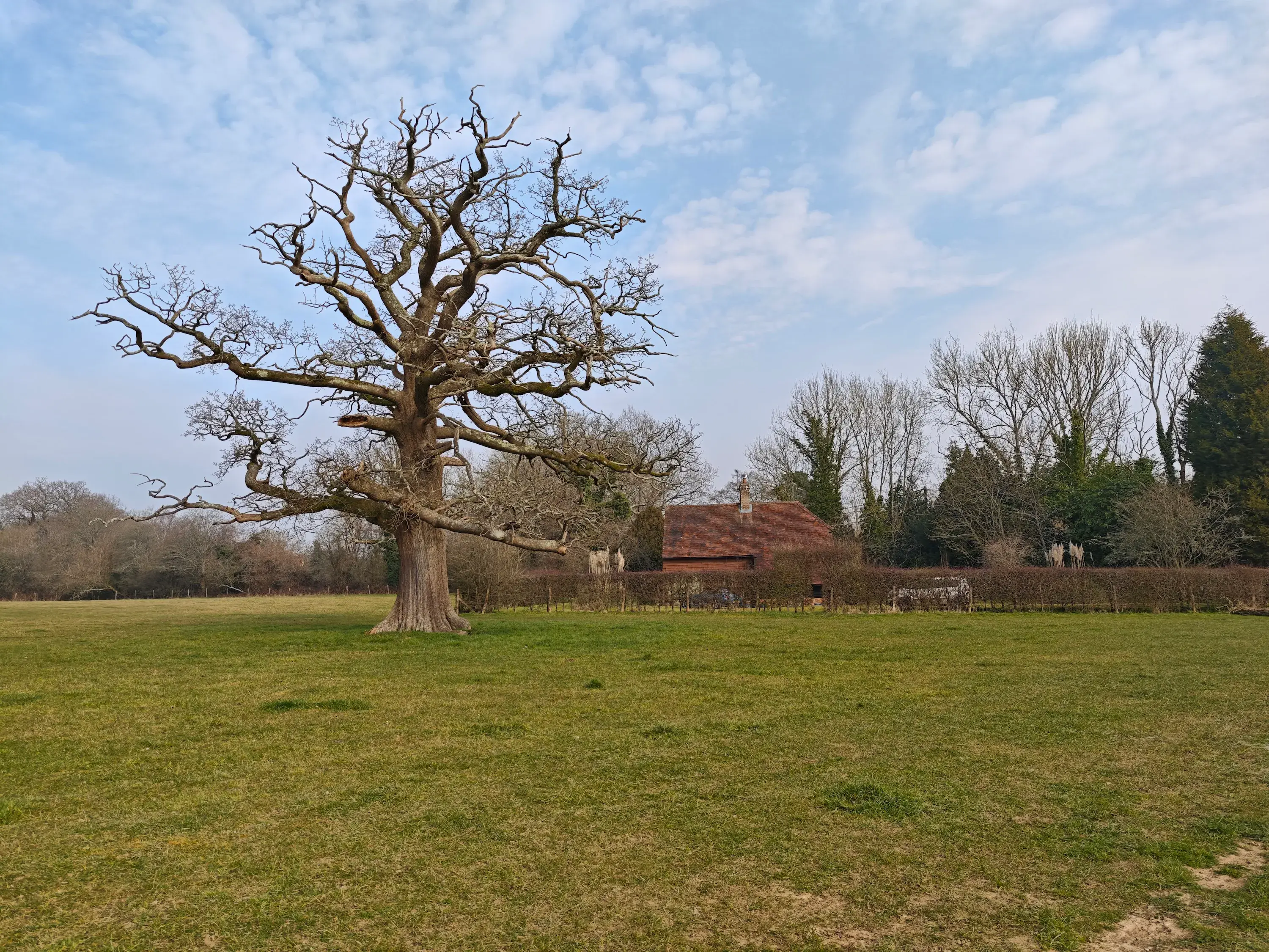 Xiaomi 15 Ultra and Samsung Galaxy S25 Ultra: camera comparison | Image 3 Xiaomi 15 Ultra and Samsung Galaxy S25 Ultra: camera comparison (xiaomi 15 ultra tree)