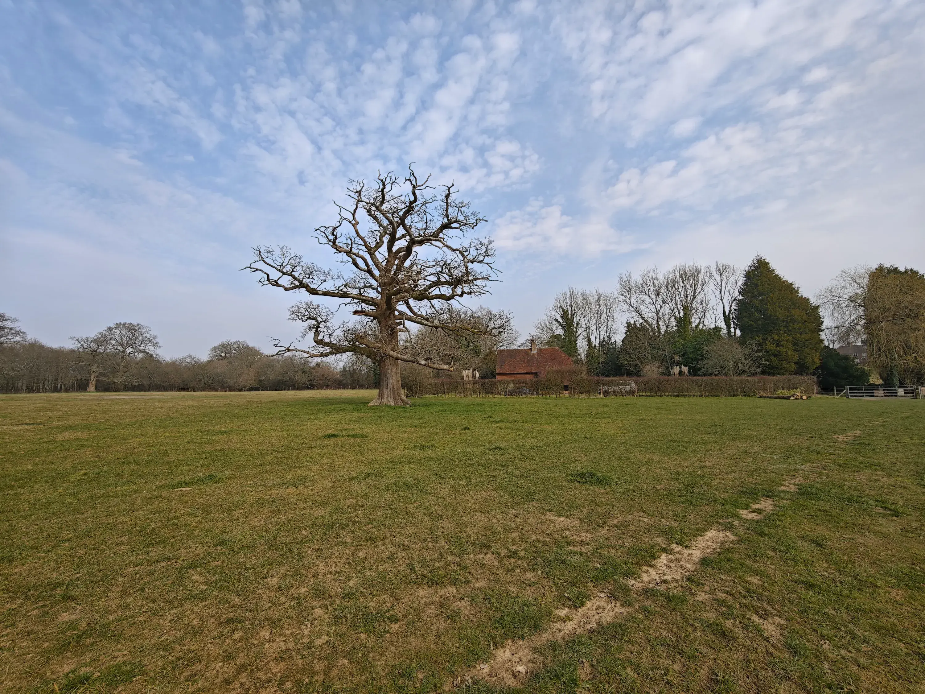 Xiaomi 15 Ultra and Samsung Galaxy S25 Ultra: camera comparison | Image 11 Xiaomi 15 Ultra and Samsung Galaxy S25 Ultra: camera comparison (xiaomi 15 ultra wide tree)
