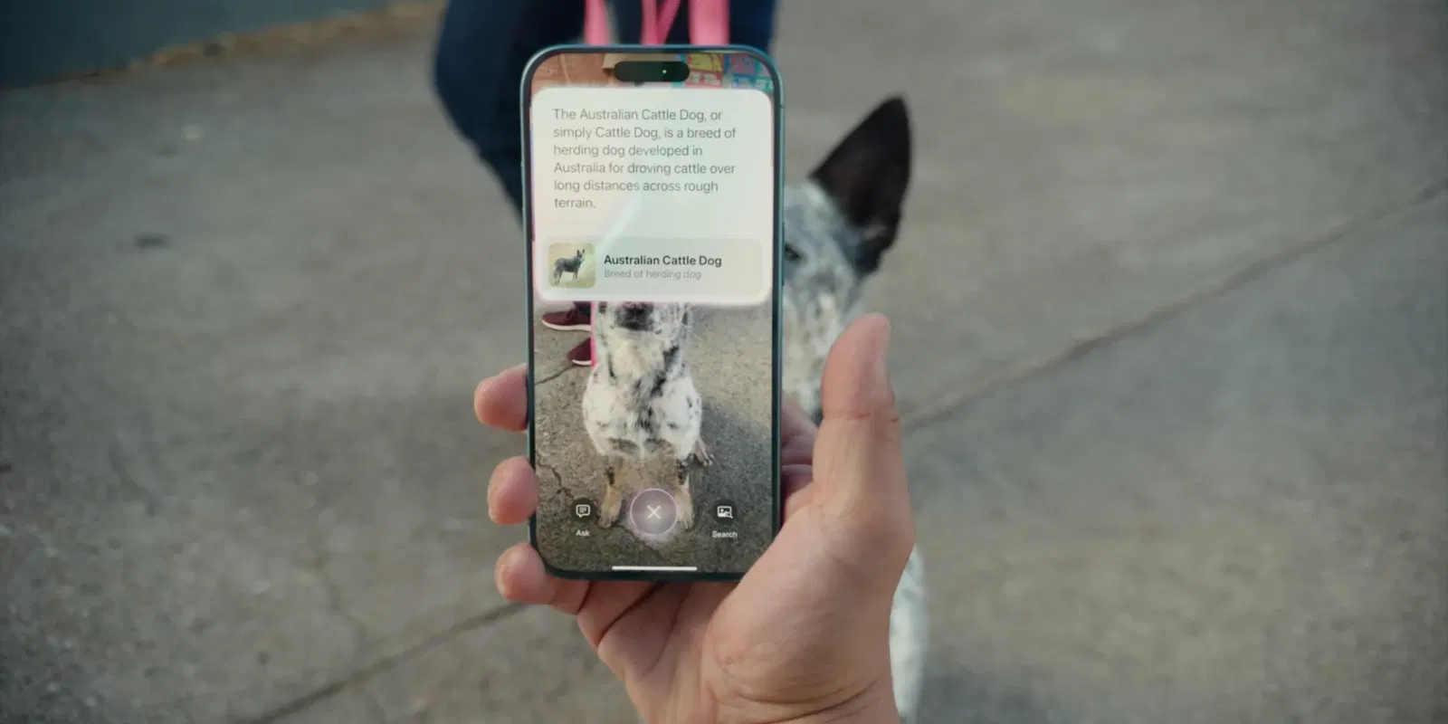 iOS 18.4 extended Visual Intelligence to more iPhones | Image 3 iOS 18.4 extended Visual Intelligence to more iPhones (visual intelligence dog.jpeg)