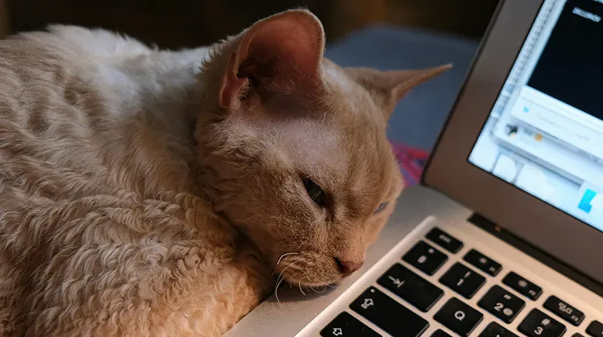 Baidu patents AI system to analyze animal emotions through sounds, movements and biochemistry